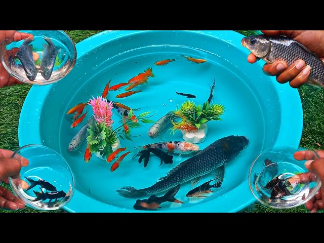 Find colorful ornamental fish, betta fish, koi fish, channa, man fish, molly, lobster, turtles,guppy