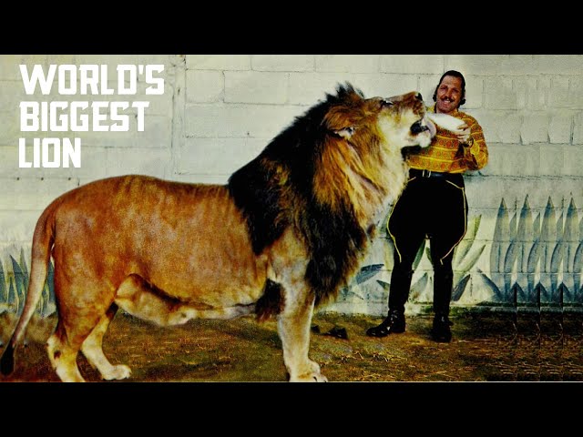 THE BIGGEST LION IN THE WORLD
