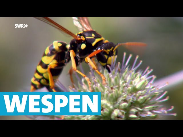 Darum sind Wespen gefährlich, aber auch nützlich