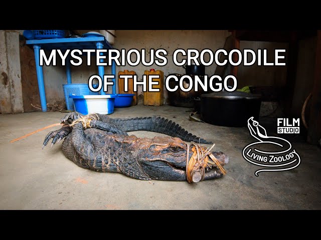 Mysterious Crocodile of the Congo - documentary film about new species of reptile and bushmeat