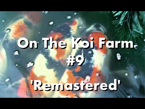 On The Koi Farm