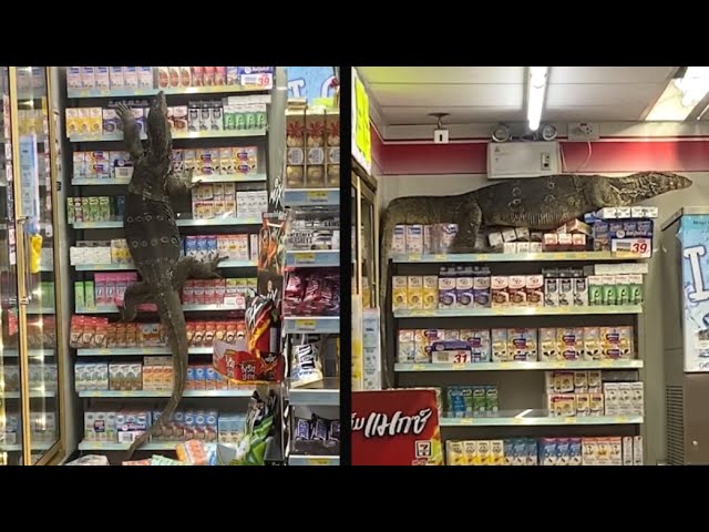 Giant Lizard Takes Over Store