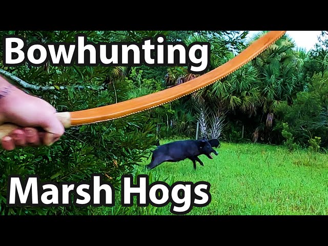 Bow Hunting Hogs on the Marsh