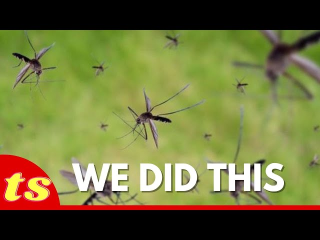 Mosquitoes Are Now A Problem Because Of Us