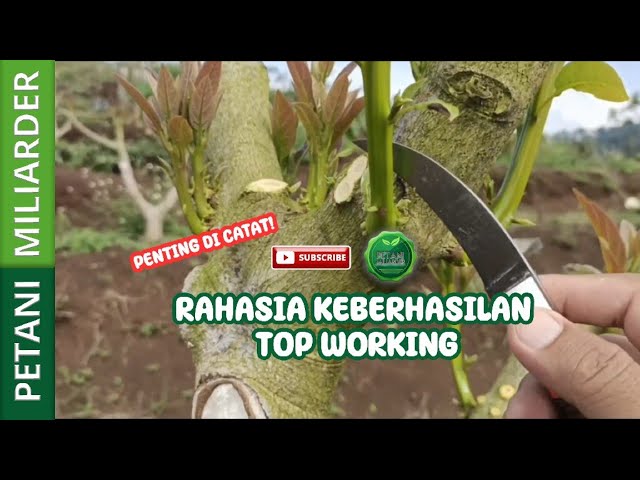 DI CATAT!!! RAHASIA KEBERHASILAN TOP WORKING || PETANI MILIARDER