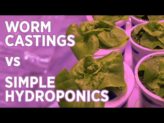 Kratky Hydroponic vs Worm Casting Potting Mix -Overview + Lettuce Test