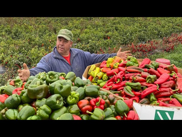 A VEGETABLE FARMERS AMAZING 2021 FROM PLANTING TO HARVEST