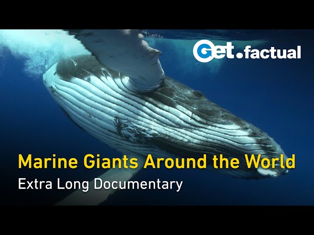 Deep Ocean: A Silent Journey with Marine Giants | Extra Long Documentary Pt. 1