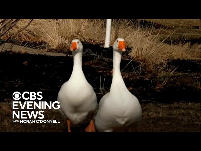 2 Iowa geese who found each other after losing their mates still thriving