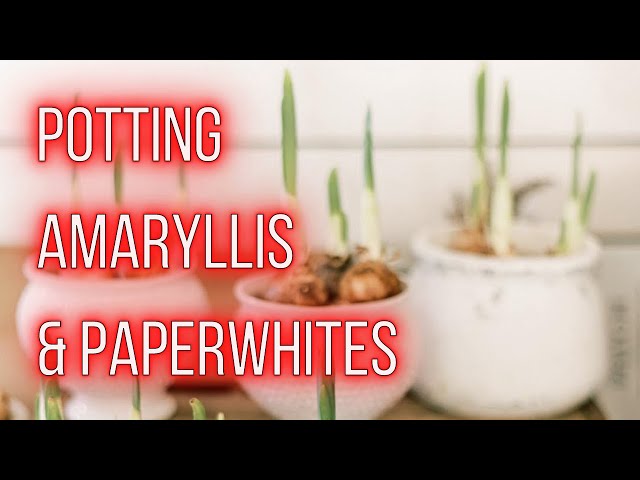 POTTED BULBS for the HOLIDAYS | Amaryllis & Paperwhites | PepperHarrow