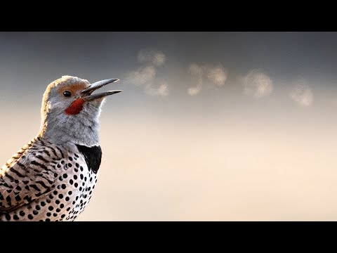 Bird Photography - Tips & Tricks