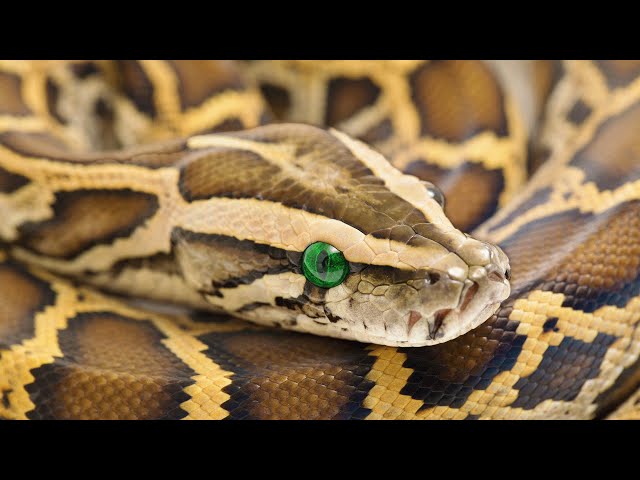 Can Giant Burmese Python Survive Deadly Hunters And Freezing Cold? | Python Hunters | Real Wild