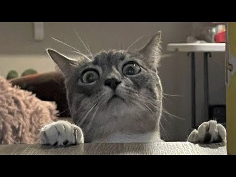 Funny animals - Funny cats / dogs - Funny animal videos 231