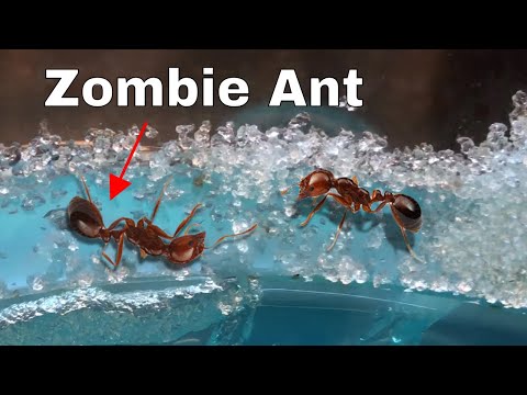 How I Made an Ant Think It Was Dead—The Zombie Ant Experiment