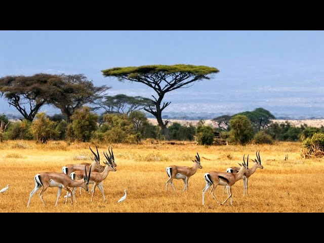 Drought Season | Animals Desperate for Water - Wildlife Documentary HD 1080p