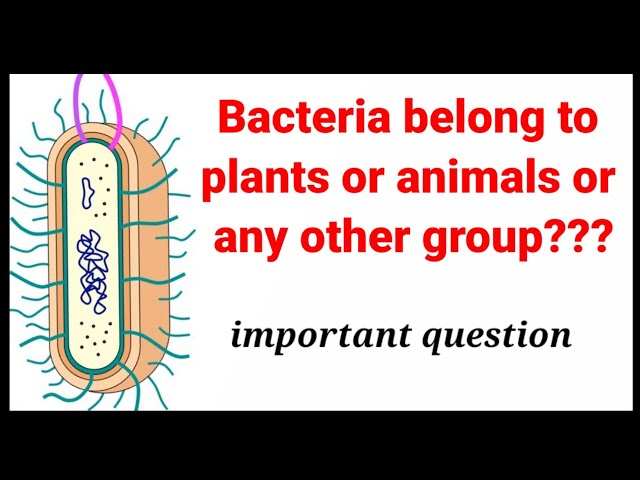 Bacteria belong to | Plants or | Animals| or Fungi| MDCAT| NEET.