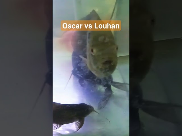 Oscar vs Louhan