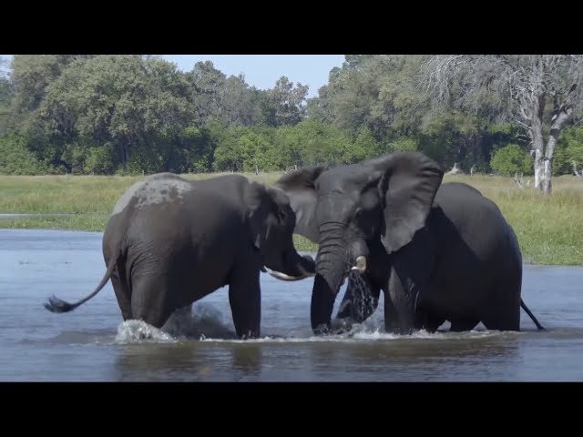 The Beauty of Wild Nature | National Geographic Documentary 2020 HD 1080P