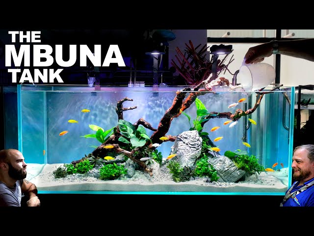 The Mbuna Tank: EPIC 4ft FIRST TIME Aquarium (Aquascape Tutorial)