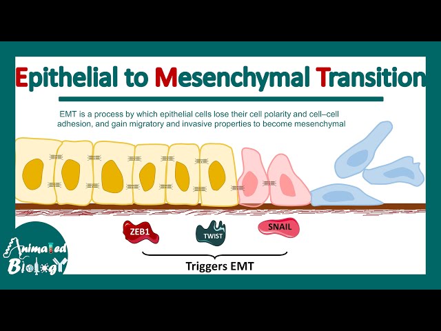 Epithelial to Mesenchymal Transition | EMT | Molecular mechanism of EMT | significance of EMT