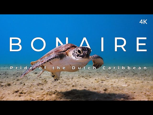 This is Bonaire (4k) - Pride of the Dutch Caribbean