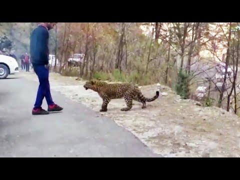Animals That Asked People for Help & Kindness | Best Moments Of 2022 !