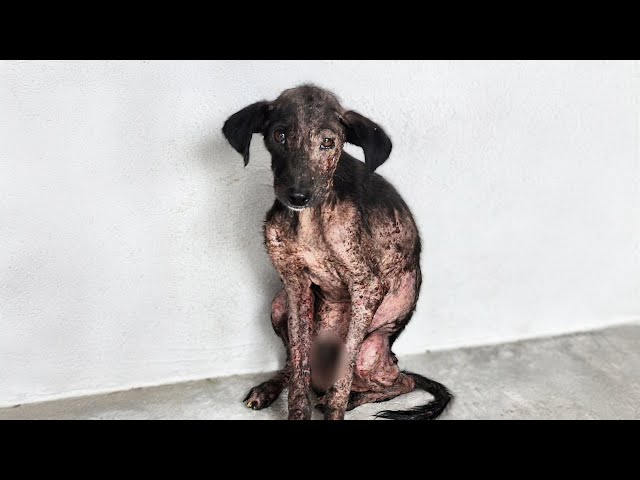 Scalded with boiling water, the mangy dog continuous wait for his owner in agony