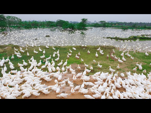 How To Raise Ducks Business On Poultry Farm