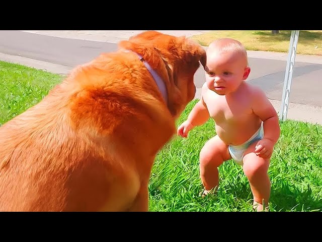 🔴[LIVE] ANIMALS - Who is Win? - 30 minutes Funniest Babies Playing with Dogs || Just Laugh
