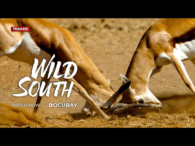 Wild South - Experience The Untamed Wilderness Of Southern Africa! | Documentary Trailer