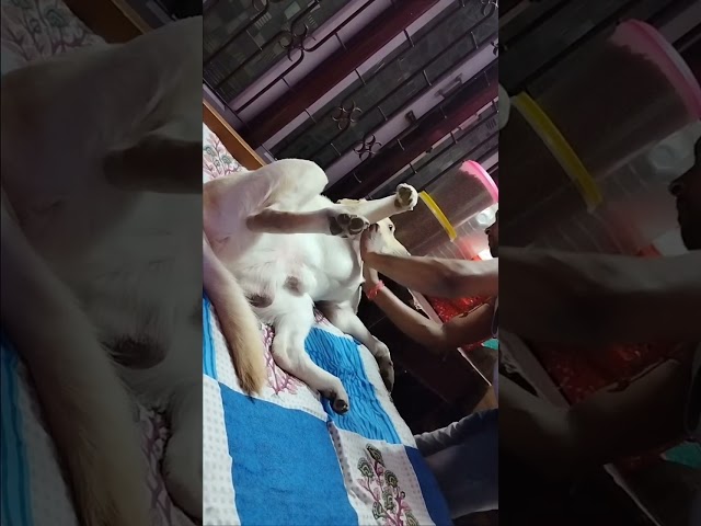 cute labrador dog getting massage🤣🐶 || cute labrador dog funny video 🐕🤣