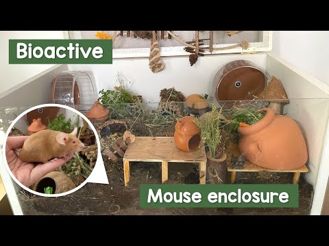 Bioactive mouse enclosure setup