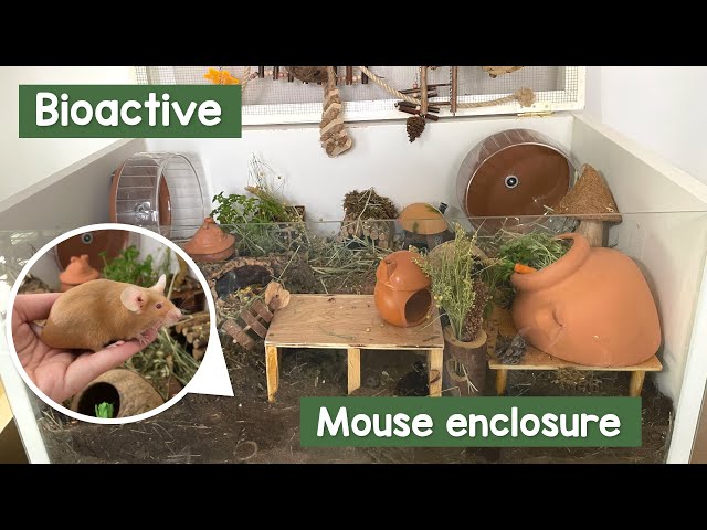 Bioactive mouse enclosure setup (See update video!)