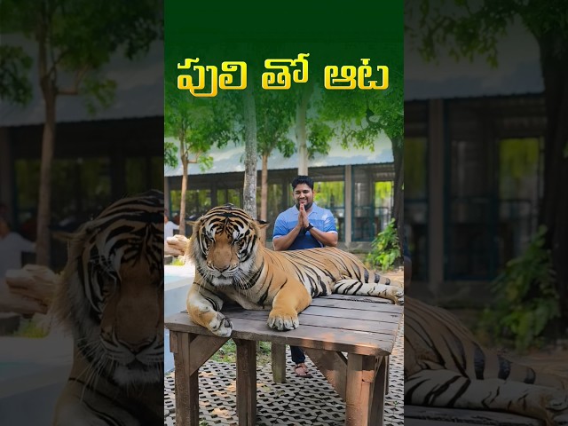 ఆటగాళ్ళతో వేటగాడు 🤣 Tigerpark in Thailand 🥳