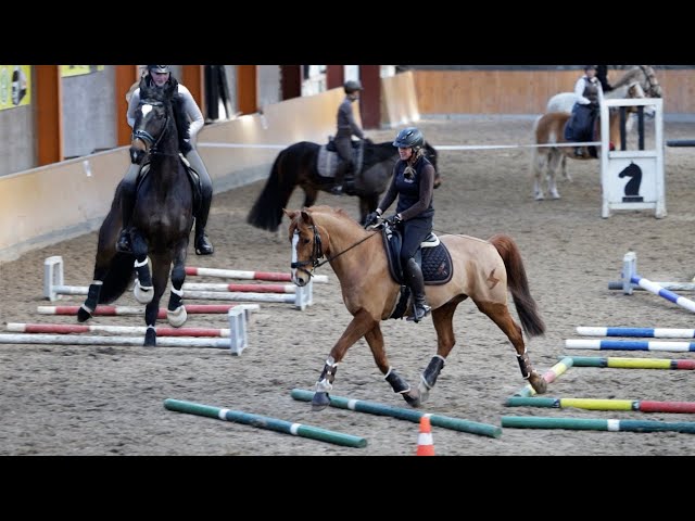 Pferde hoch konzentriert - Stangenarbeit vereint Dressurreiter, Springreiter und Freizeitreiter