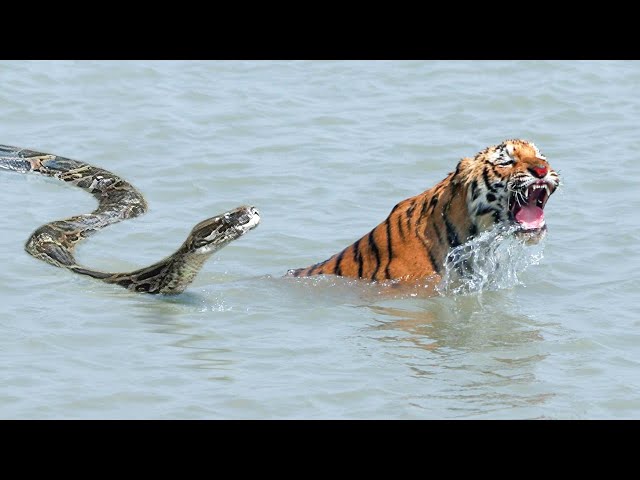 Moments When Big Cats Face the Python