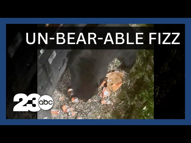 Soda-loving bear breaks into car | CAUGHT ON CAMERA