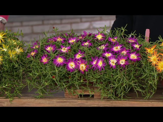 Roberta's 3-Piece Hardy Ice Plant Collection on QVC