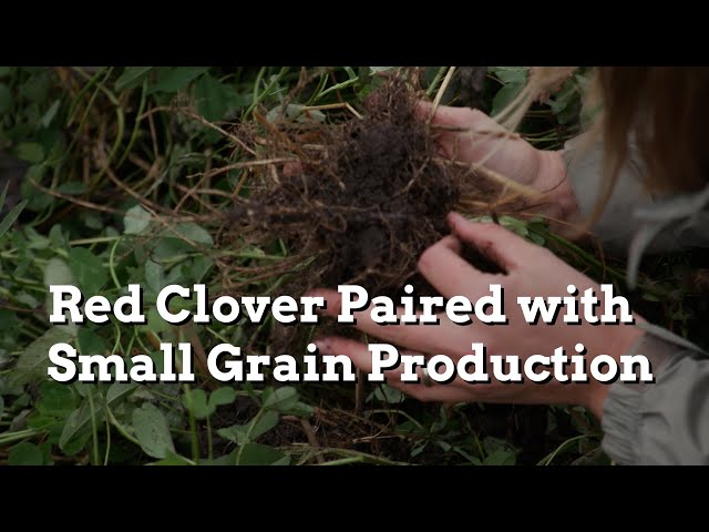 The Value of Red Clover Paired with Small Grain Production - Practical Cover Croppers