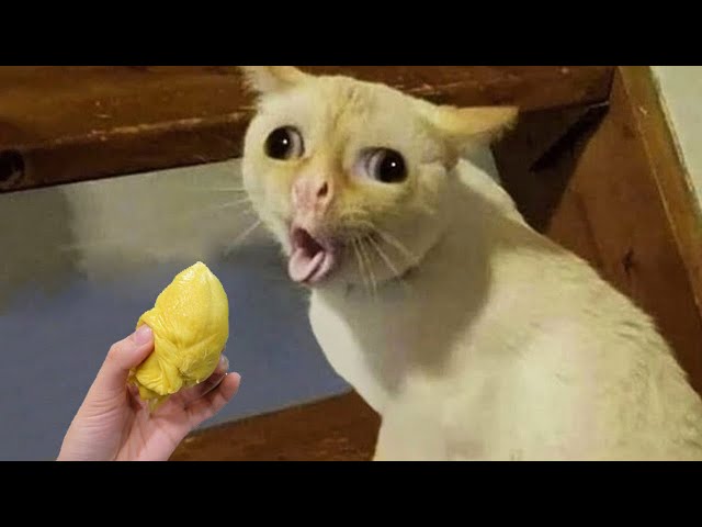 Funny expression of a cat when it gets farted in the face 😹 Funniest Animals 😆