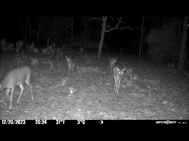 deer possum deer and coyotes... and more deer. #deerhunting #coyote #hunting #bigbuck #huntingdeer