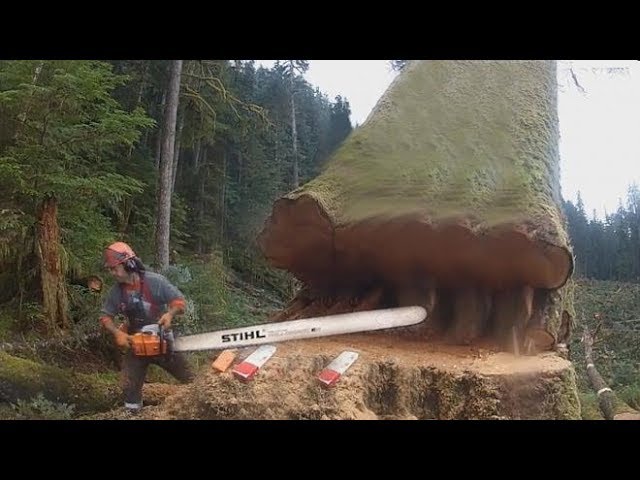 Amazing Skill Felling Cutting Big Tree With Chainsaw You Should Look to See How Big Trees Are Felled