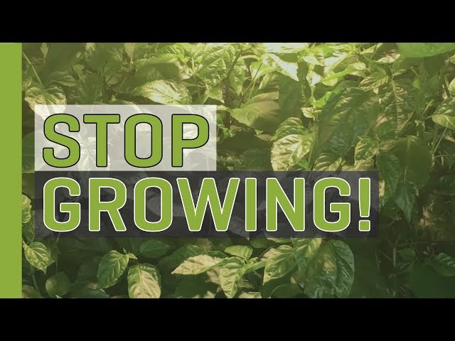 Stop Growing (Start Budding and Flowering!)