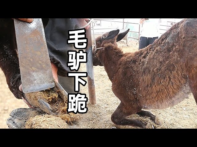 Rescue Donkey with Overgrown Hooves🐎Donkey afraid, even knelt down