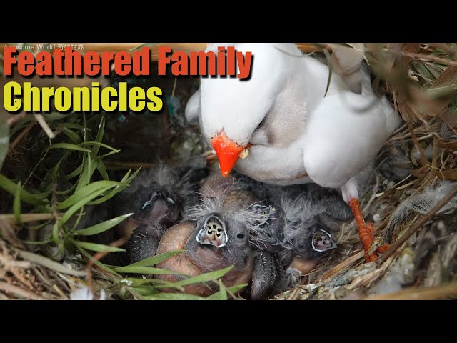 Feathered Family Chronicles Day 9: A Heartwarming Journey of Bird Parents Raising Their Newborns