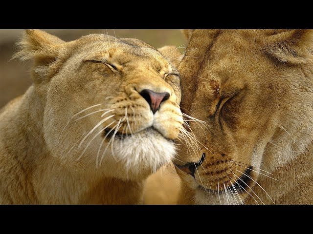 Africa's most Fearsome Hunters - Lion Pride Documentary HD