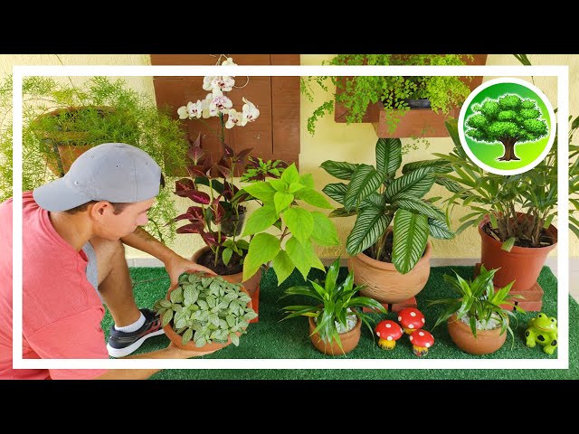 💚 DIY - SMALL GARDEN WITH POTS / SHADE PLANTS
