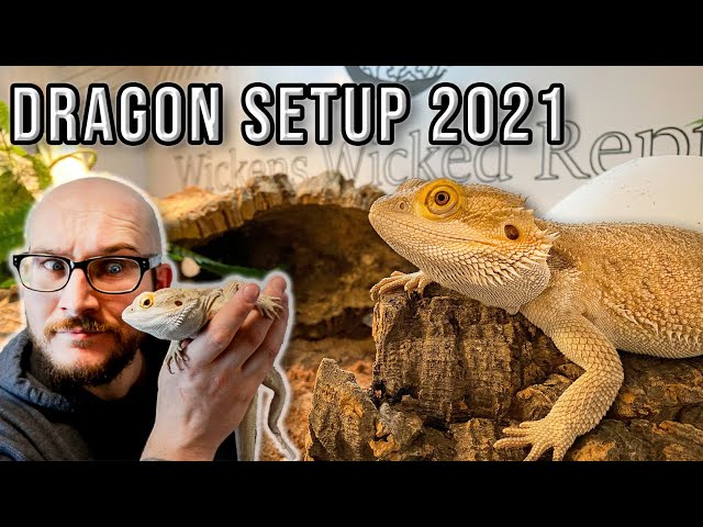Bearded Dragon Setup | How To Set Up A Bearded Dragon Enclosure On A Budget 2021