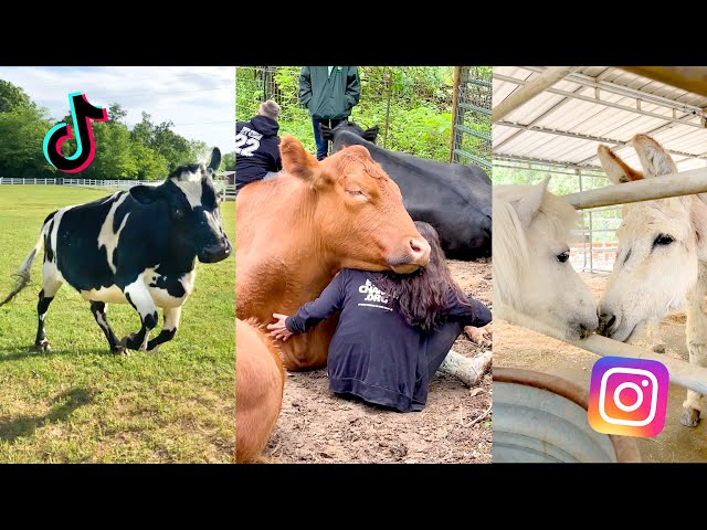 Viral Videos of Rescued Animals That Will Melt Your Heart | The Gentle Barn Compilation