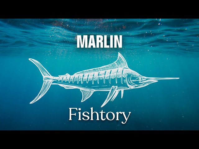 Catching Marlin: Everything You Need To Know | Fishtory